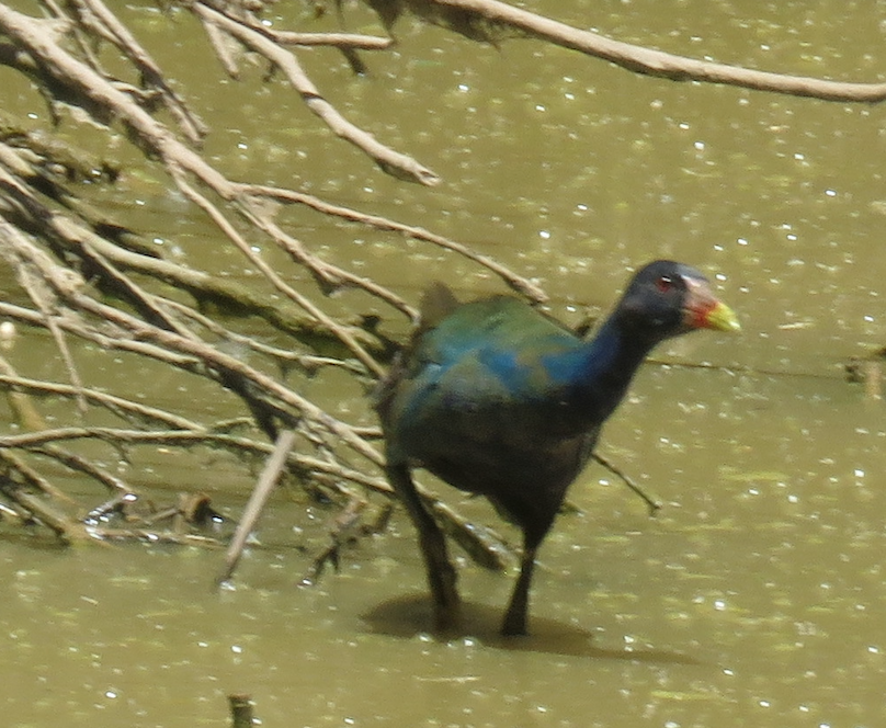 Purple Gallinule - Michael Shoop