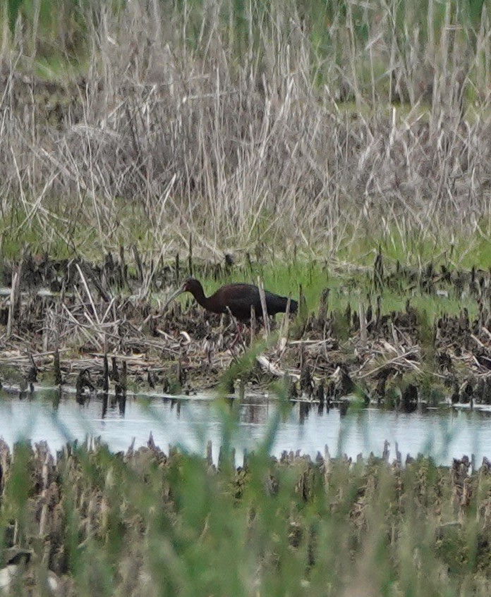 White-faced Ibis - Alenka Weinhold