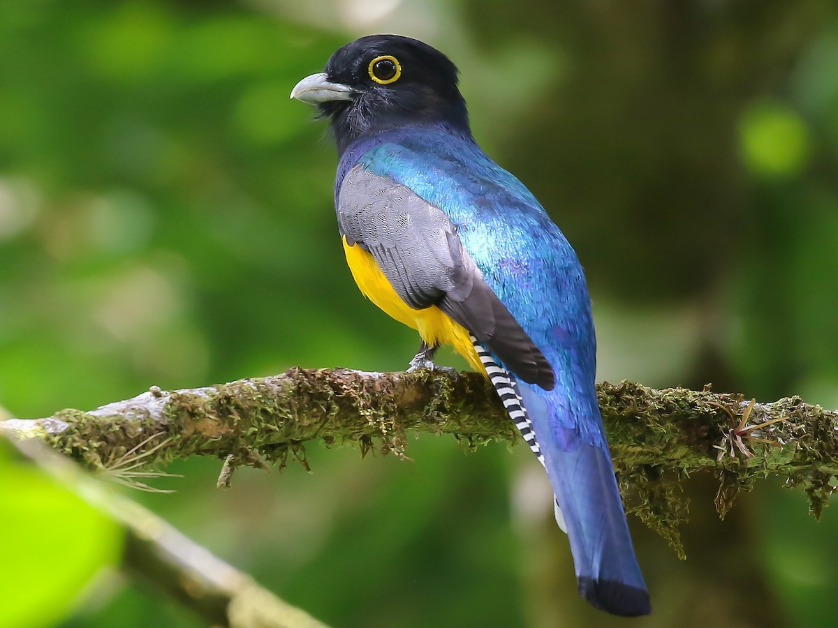 Gartered Violaceous Trogon - Trogon caligatus - Birds of the World