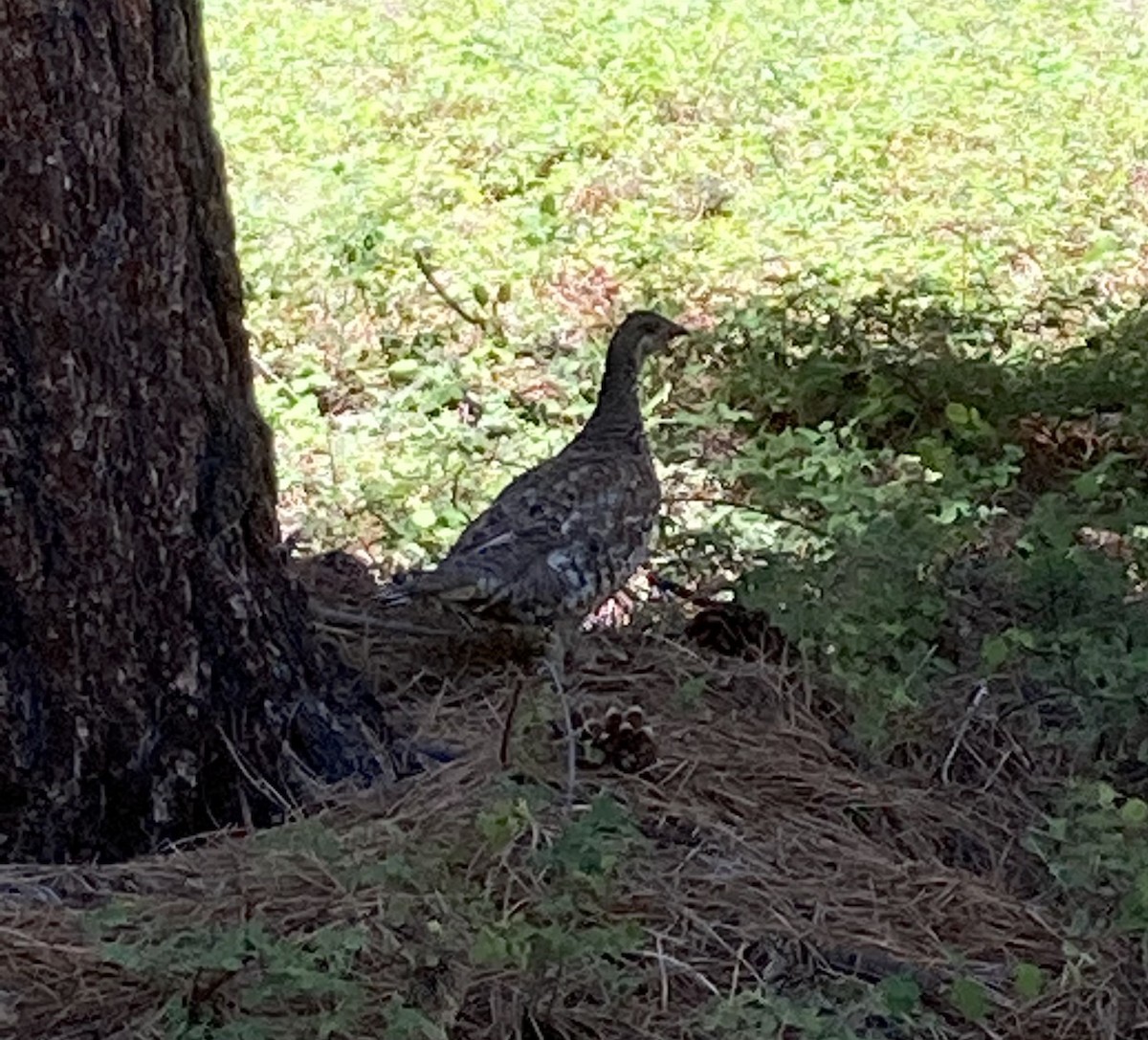 Sooty Grouse - ML458286391