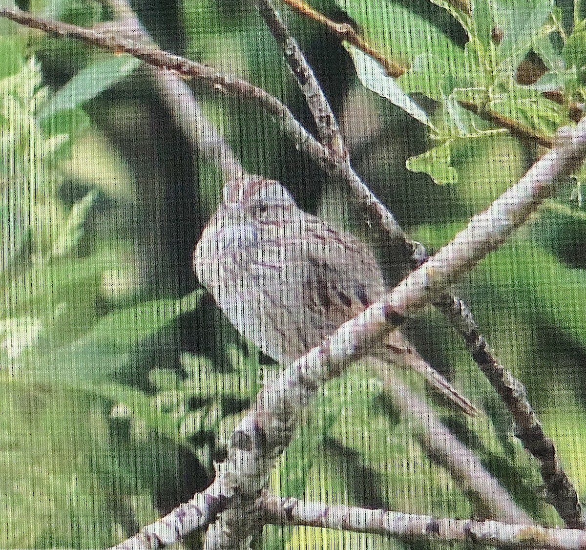 Lincoln's Sparrow - ML458287021