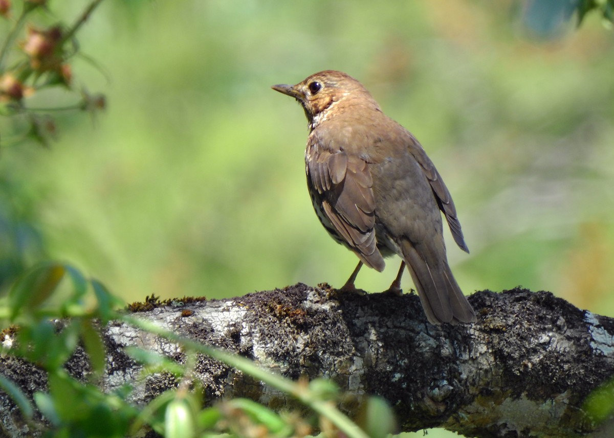 Song Thrush - ML458287361