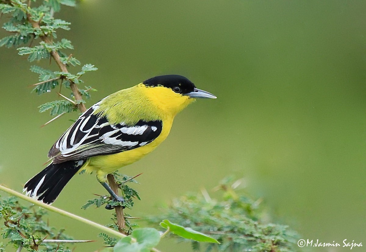 White-tailed Iora - jasmin sajna