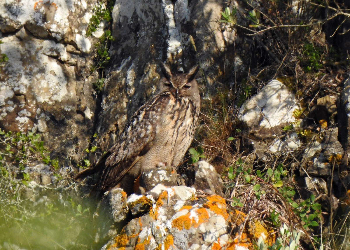 Eurasian Eagle-Owl - ML458287991