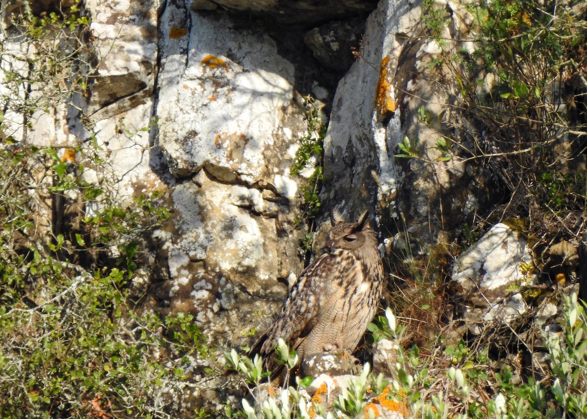 Eurasian Eagle-Owl - ML458288001