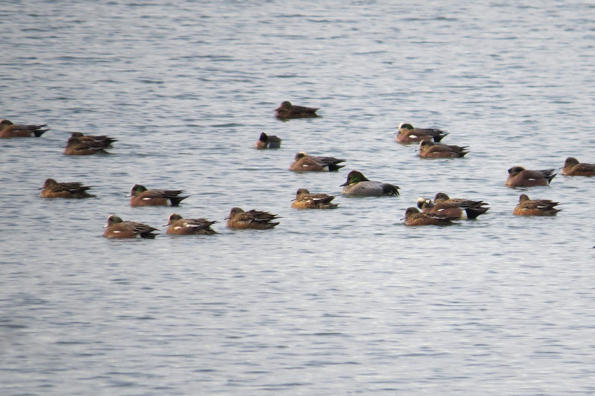 Falcated Duck - ML45828921