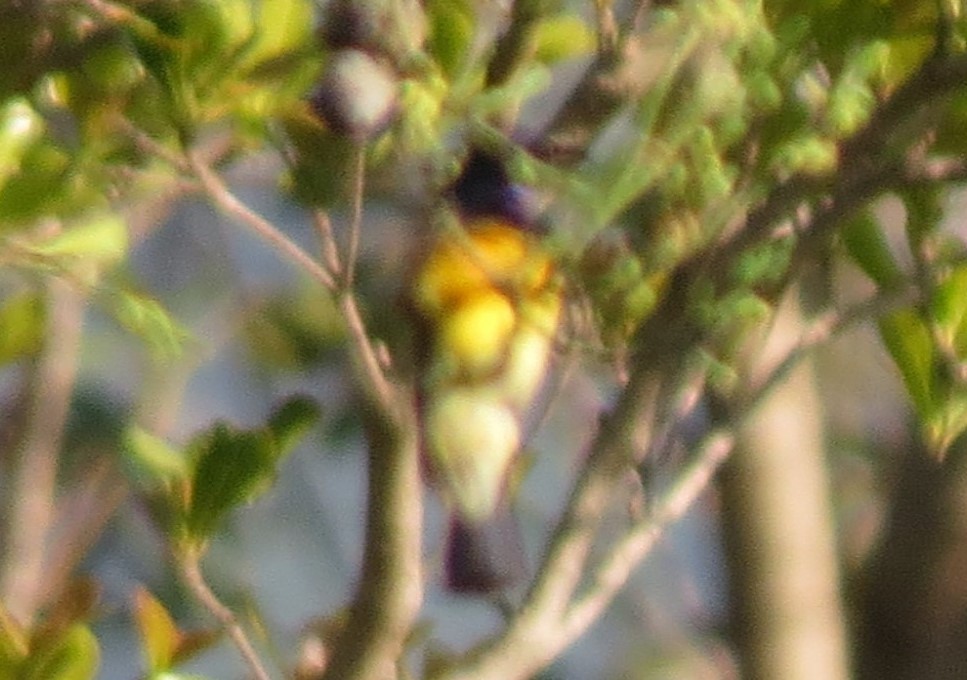 Variable Sunbird (Orange-chested) - ML458289261