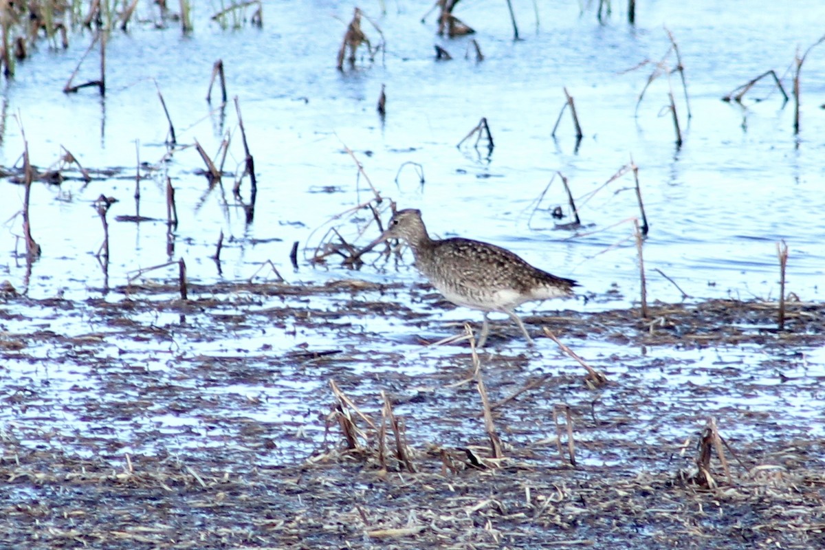 Willet - ML458290071