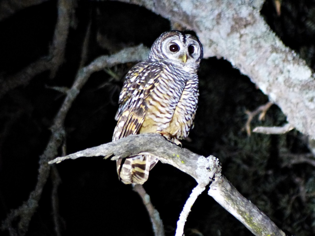 Chaco Owl - ML458291291