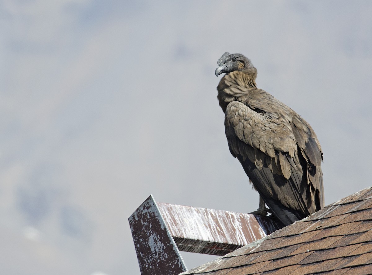 Condor des Andes - ML45829131