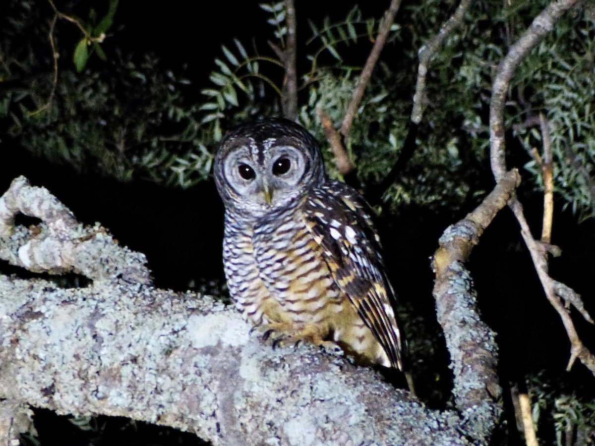 Chaco Owl - ML458291311