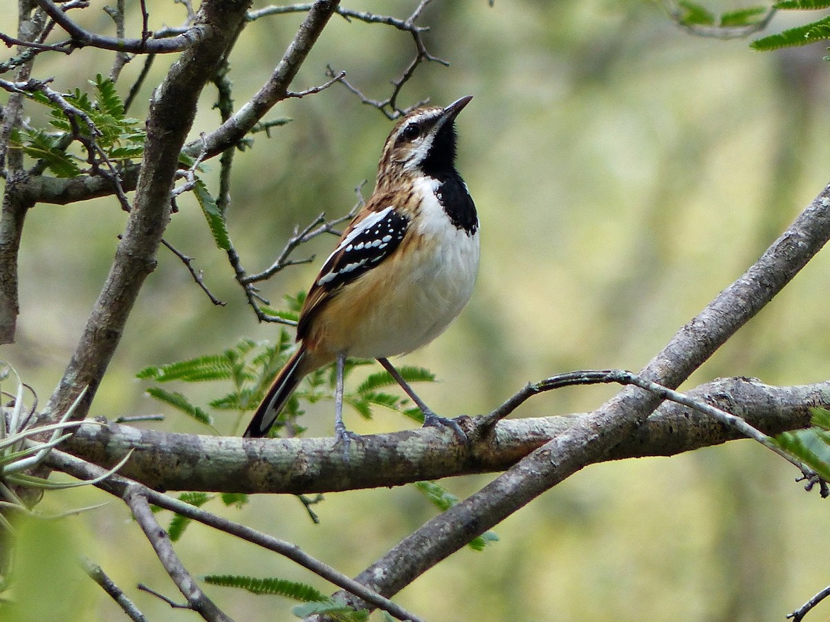 Stripe-backed Antbird - ML458291551