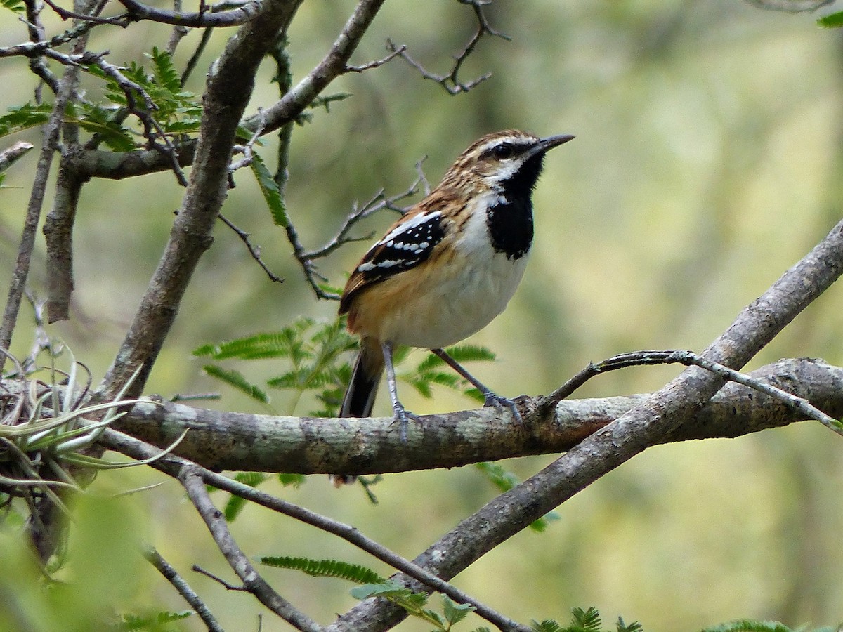 Stripe-backed Antbird - Carlos Schmidtutz