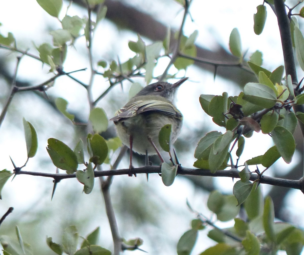 Pearly-vented Tody-Tyrant - ML458291611