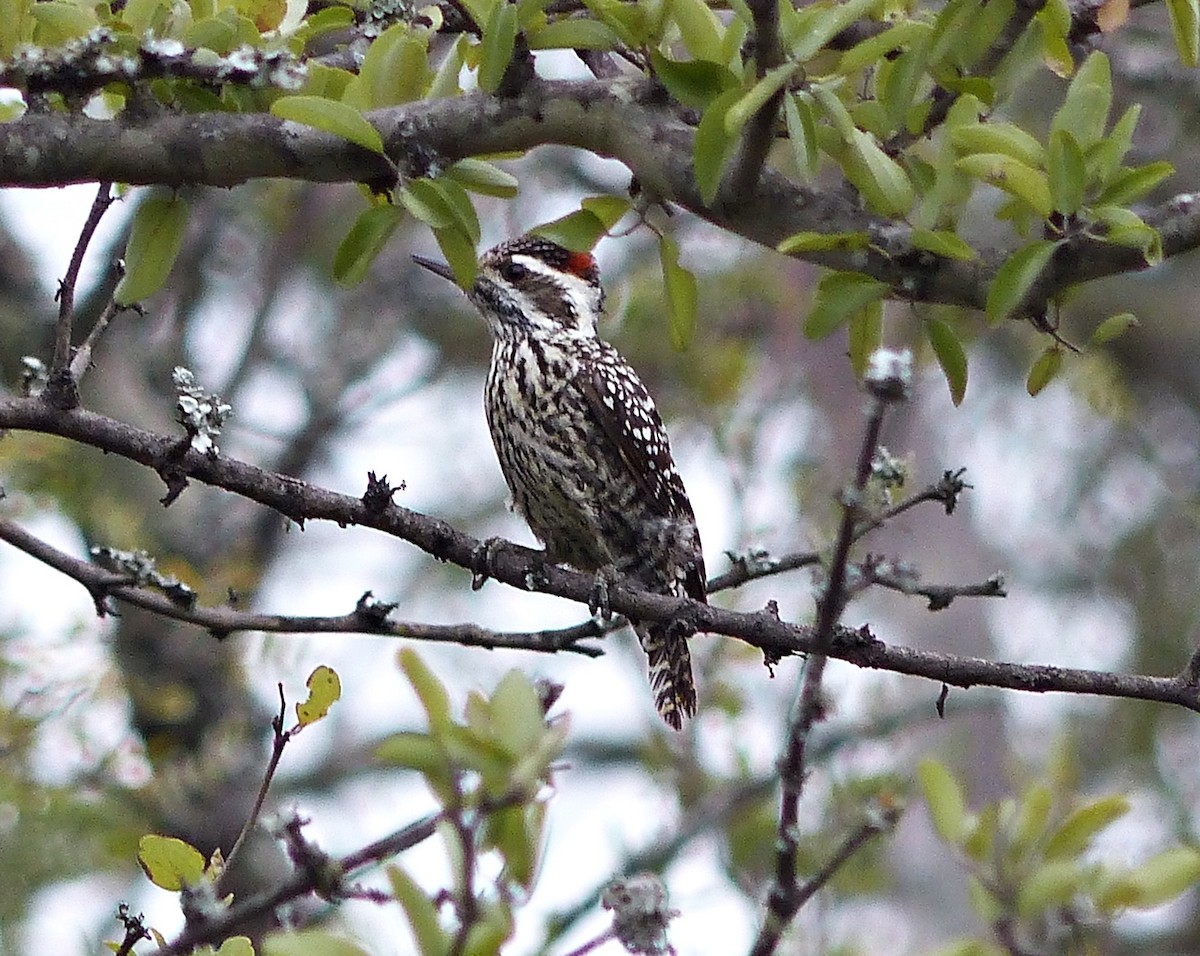 Checkered Woodpecker - ML458291851