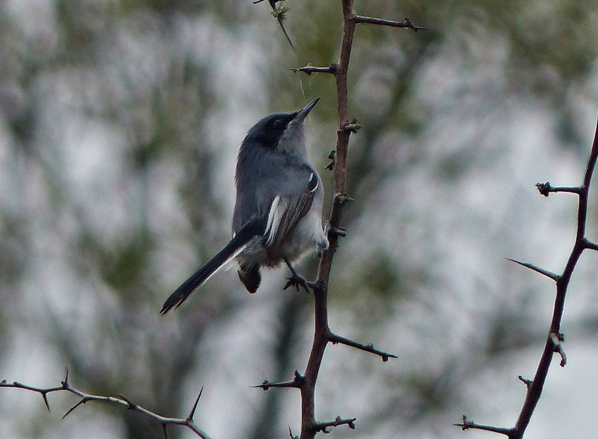 Masked Gnatcatcher - ML458291911