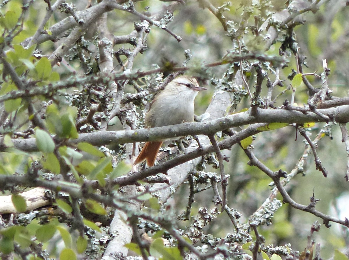 Stripe-crowned Spinetail - ML458292271