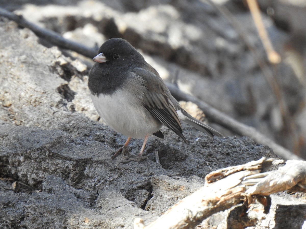 Dark-eyed Junco (Slate-colored) - ML458292281