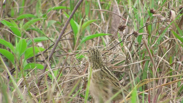 Hellmayr's Pipit - ML458292981