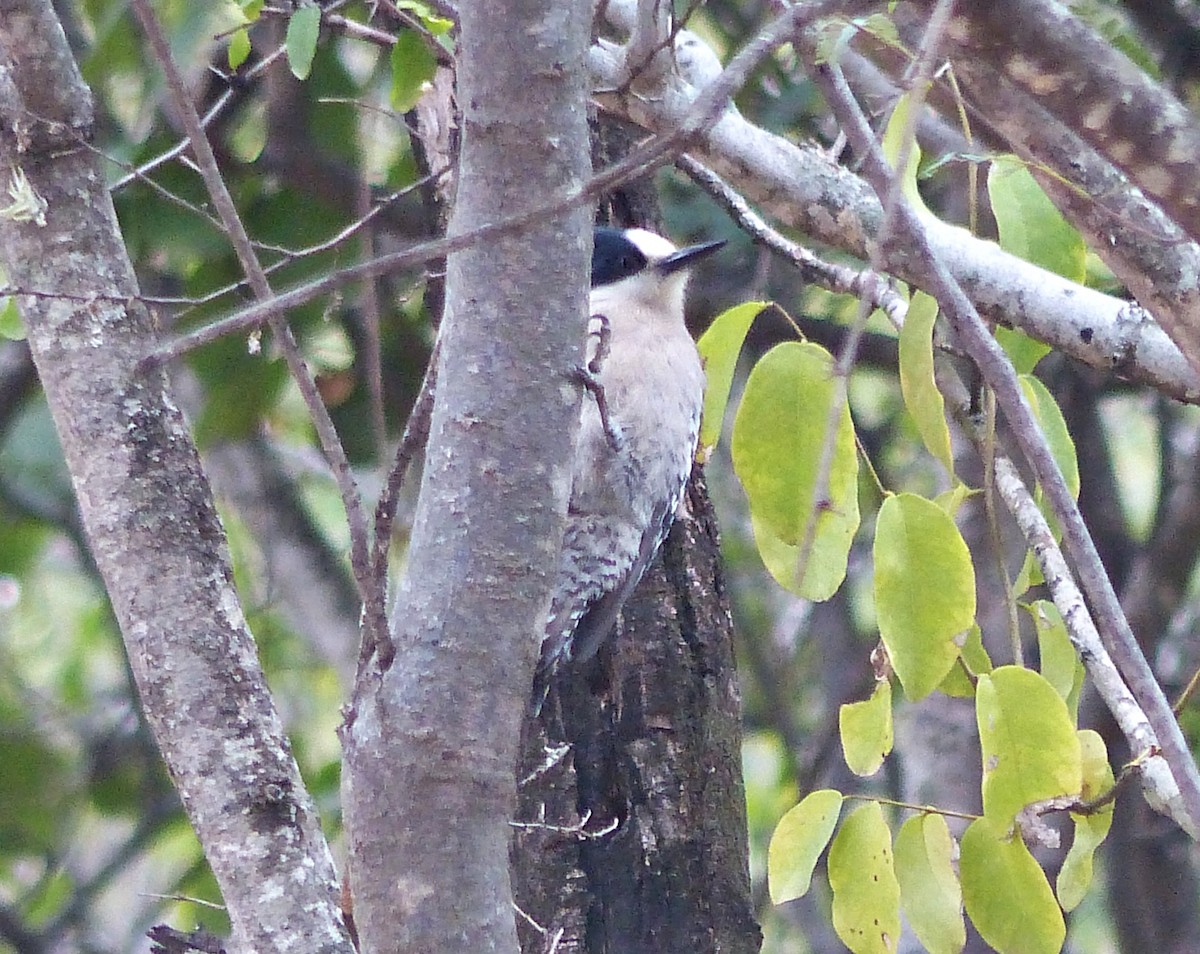 White-fronted Woodpecker - ML458293191