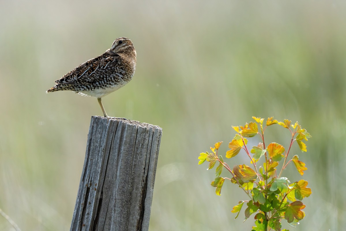 Wilson's Snipe - ML458293631