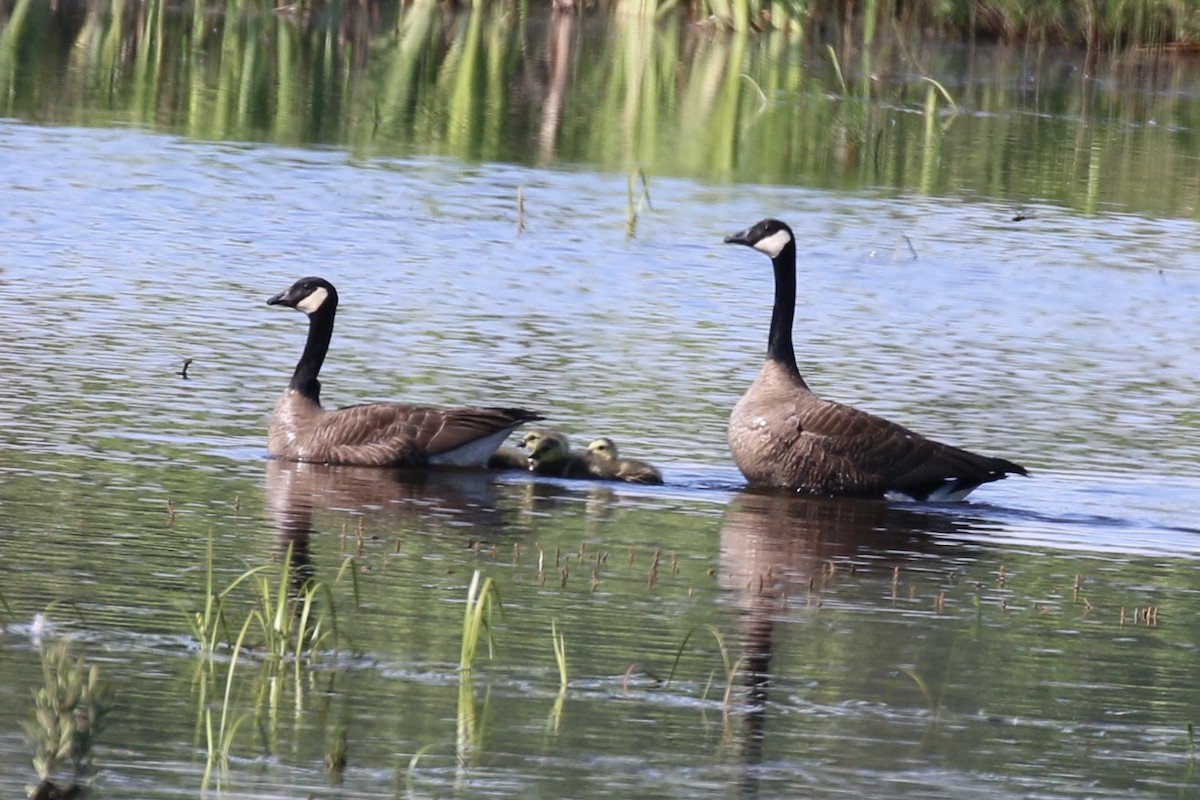 Canada Goose - ML458294761