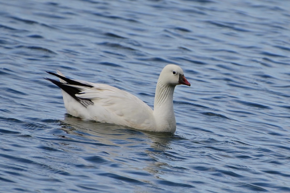Ross's Goose - ML458294781