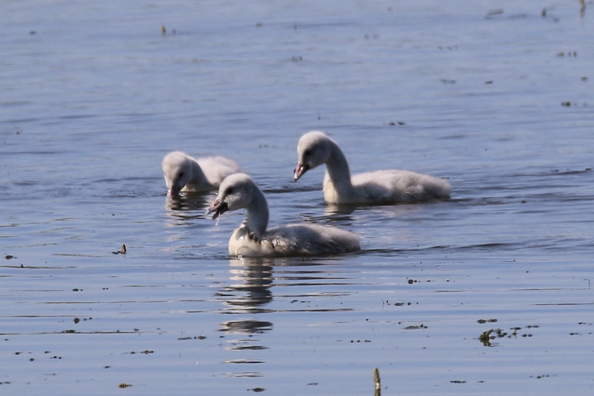 Trumpeter Swan - ML458294921