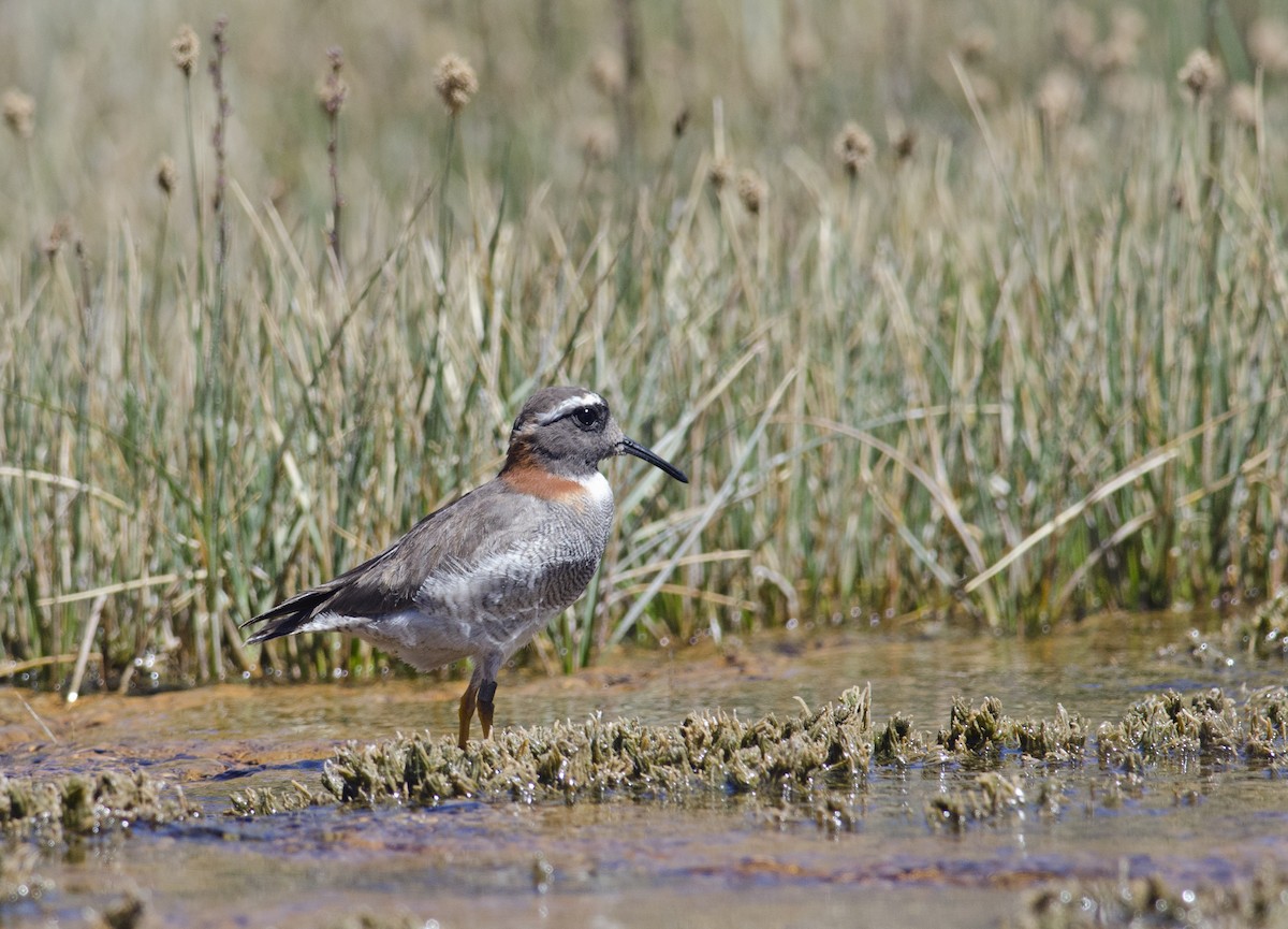 Diademed Sandpiper-Plover - ML45829521