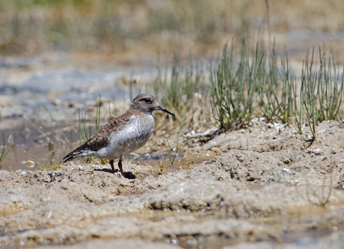 Diademed Sandpiper-Plover - ML45829531