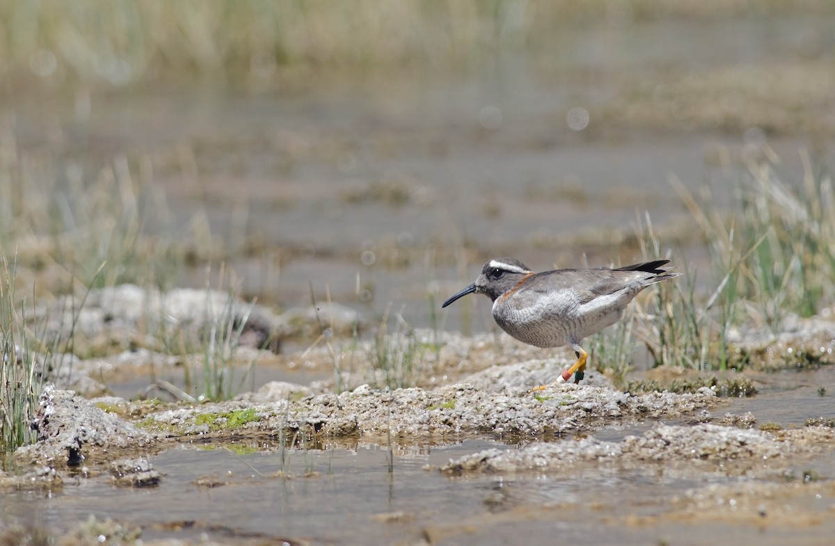 Diademed Sandpiper-Plover - ML45829541