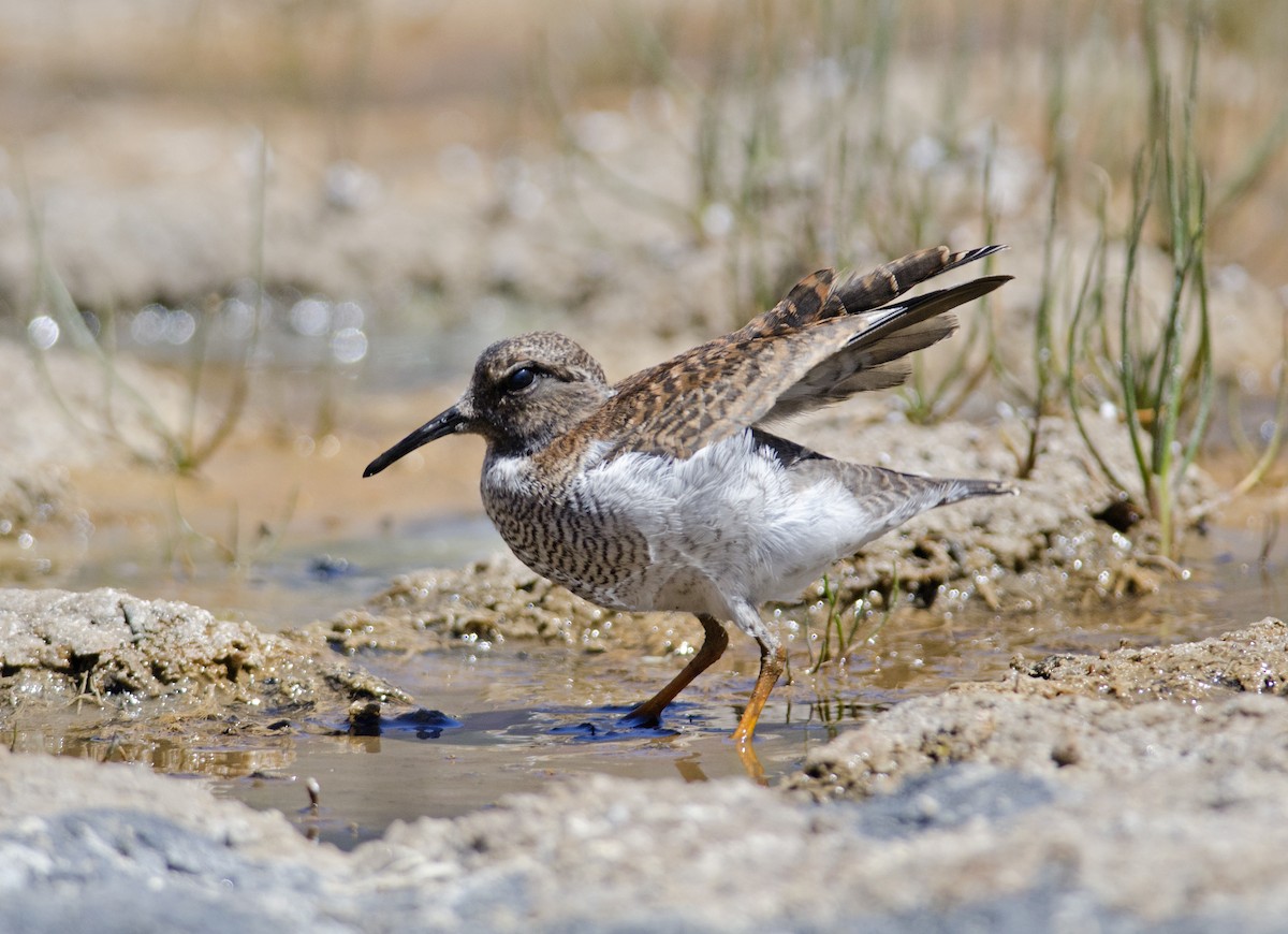 Diademed Sandpiper-Plover - ML45829551