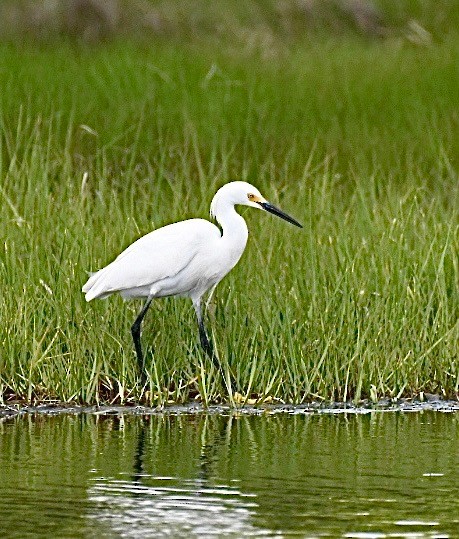 Snowy Egret - ML458295521