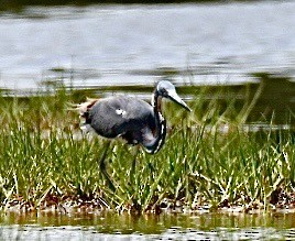 Tricolored Heron - ML458295541