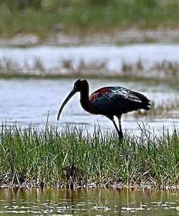 Glossy Ibis - ML458295591