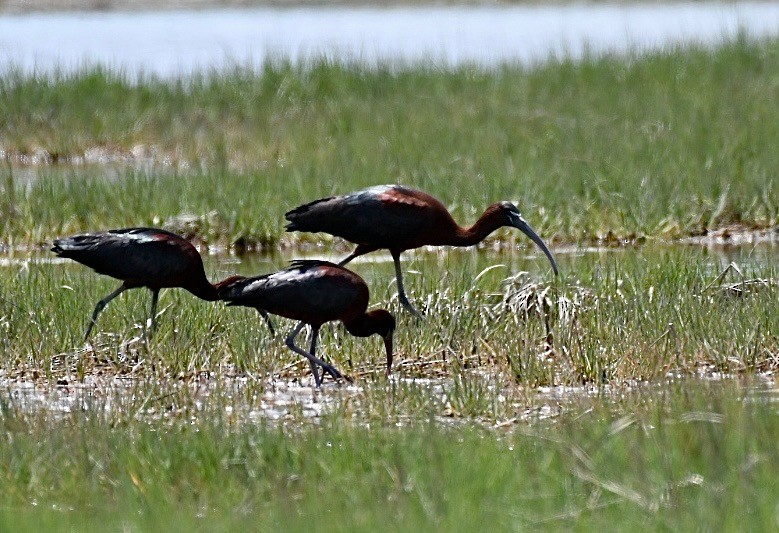 Glossy Ibis - ML458295611