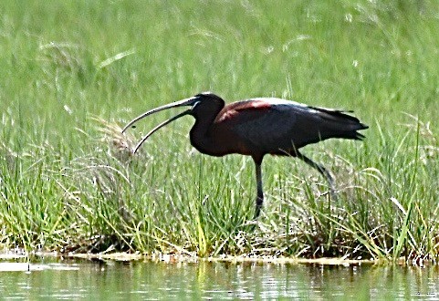 Glossy Ibis - ML458295621