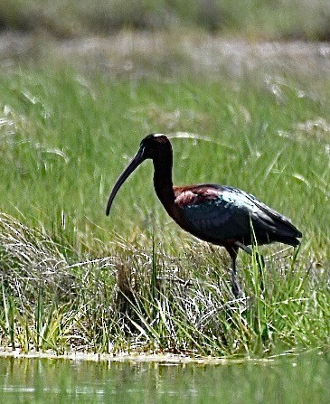 Glossy Ibis - ML458295641