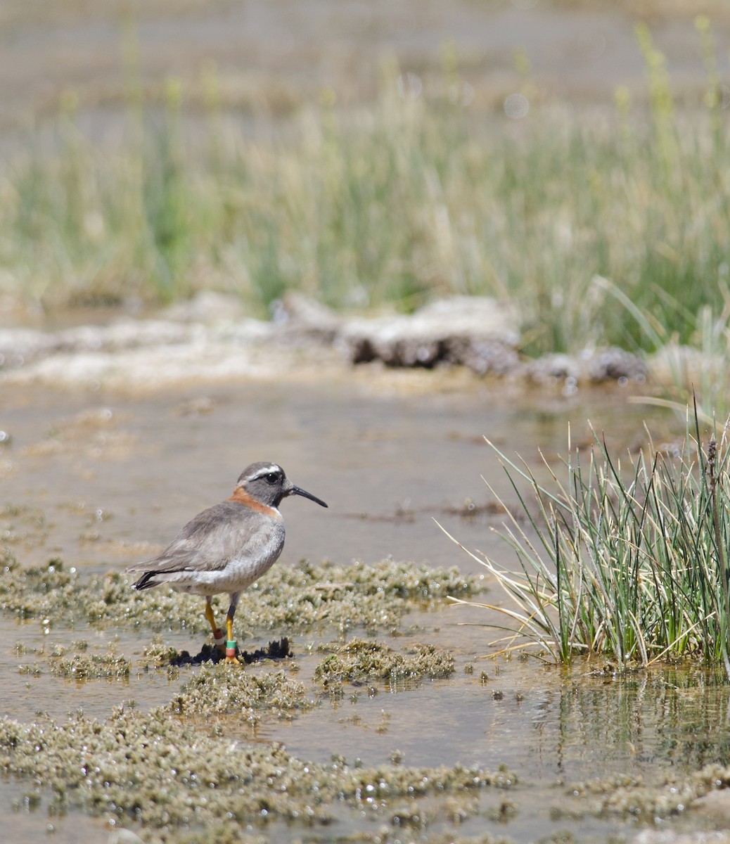 Diademed Sandpiper-Plover - ML45829571