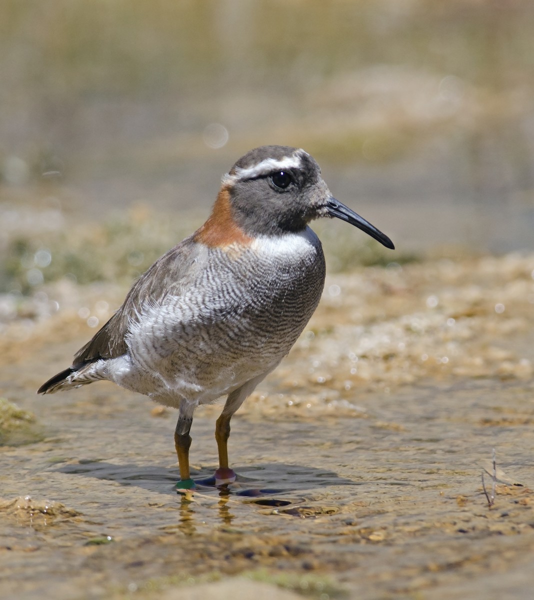 Diademed Sandpiper-Plover - ML45829581