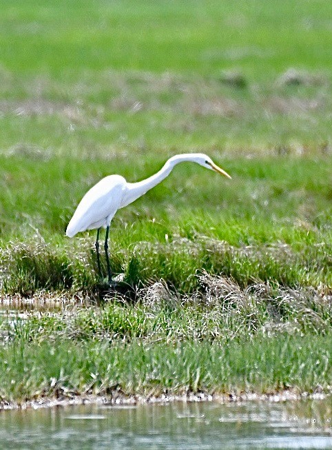 Great Egret - ML458295931