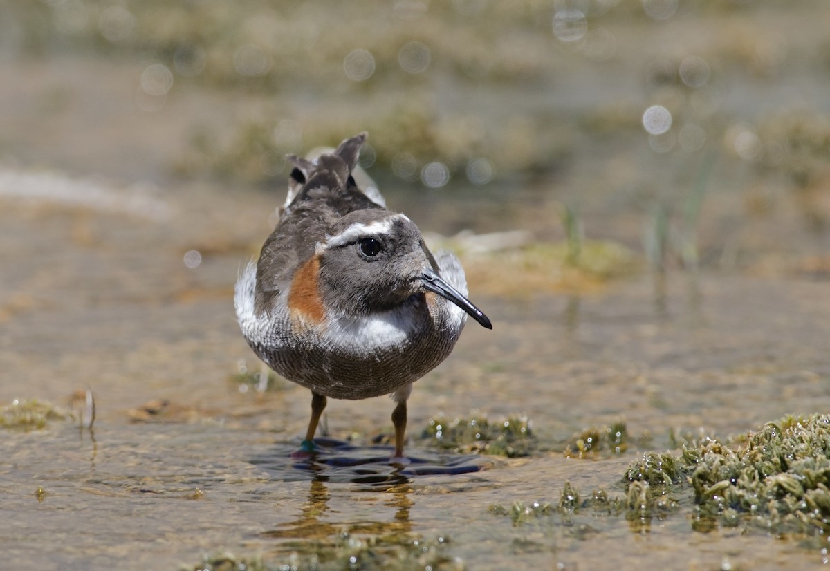 Diademed Sandpiper-Plover - ML45829601