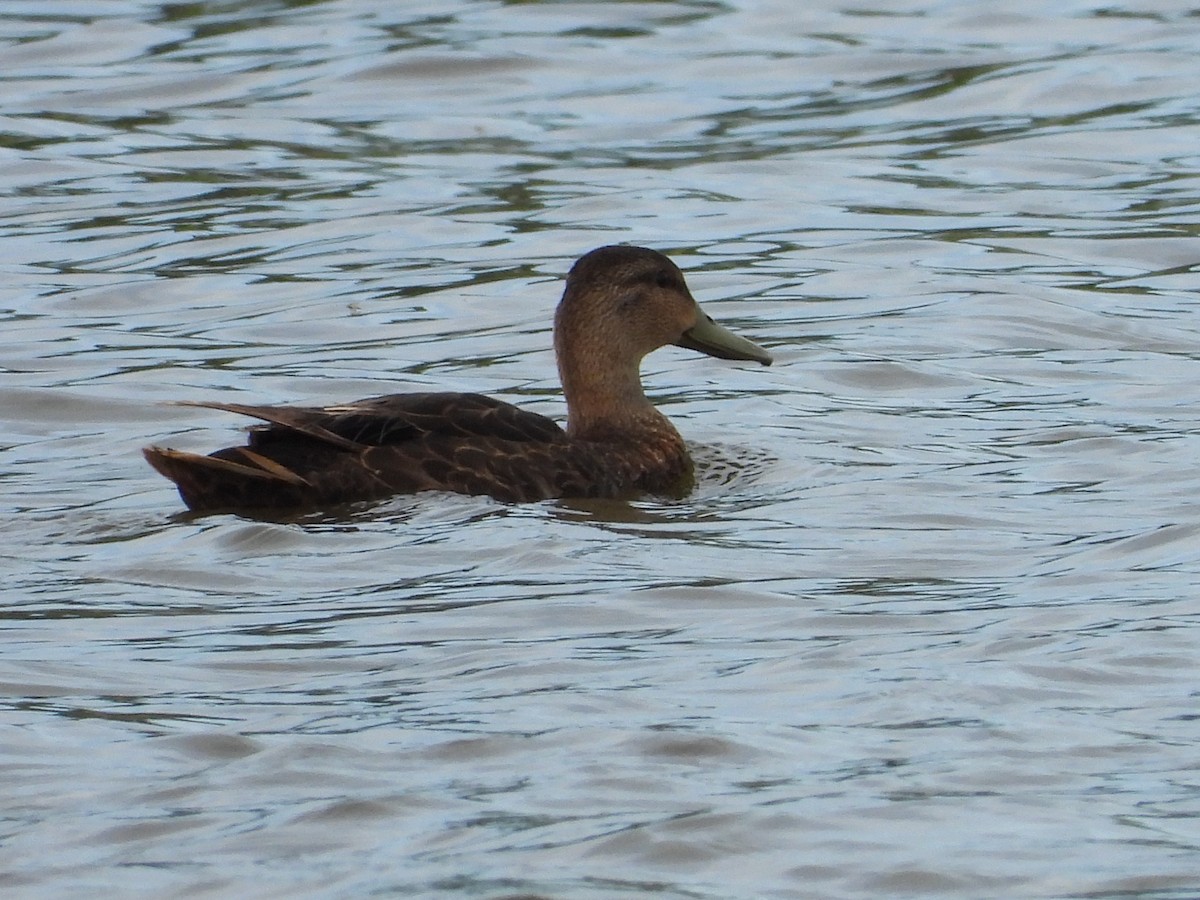 American Black Duck - Zach M