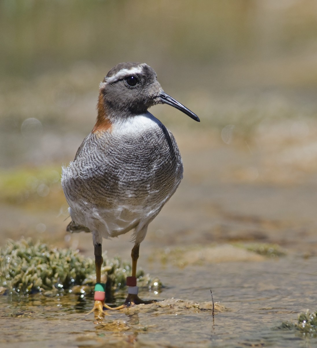 Diademed Sandpiper-Plover - ML45829621