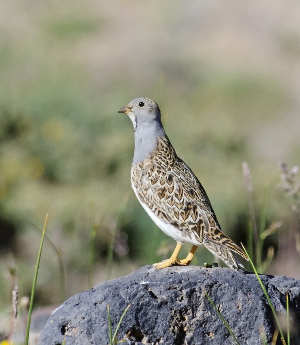 Gray-breasted Seedsnipe - Joshua van der Meulen