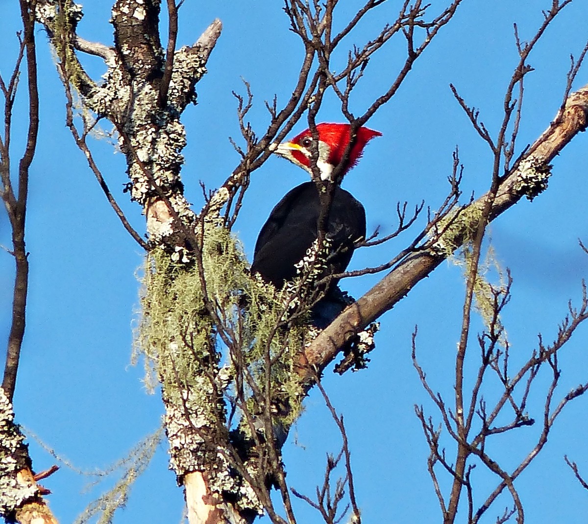 Black-bodied Woodpecker - ML458296501