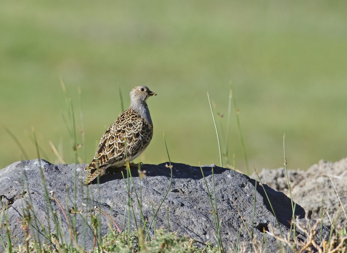 Gray-breasted Seedsnipe - ML45829651