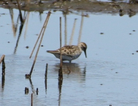 White-rumped Sandpiper - Arlene Prescott