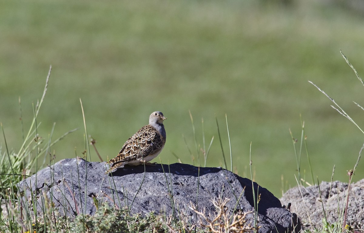 Gray-breasted Seedsnipe - ML45829671