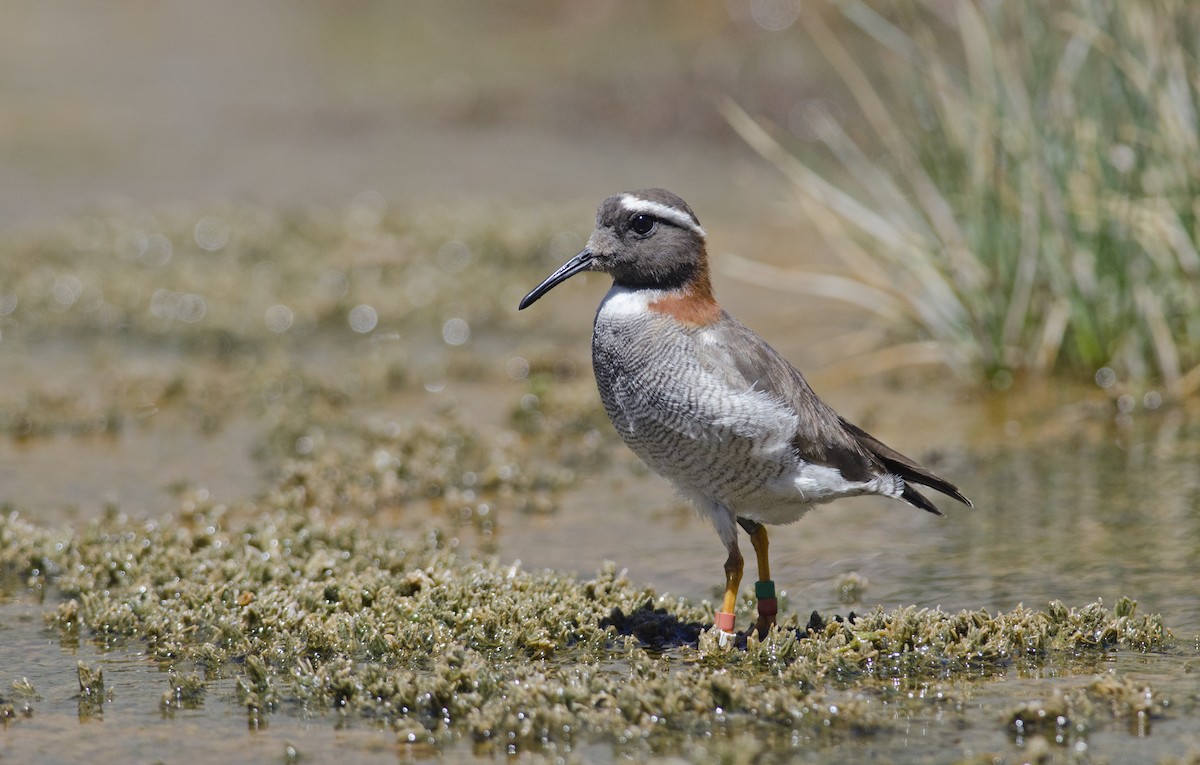 Diademed Sandpiper-Plover - Joshua Vandermeulen